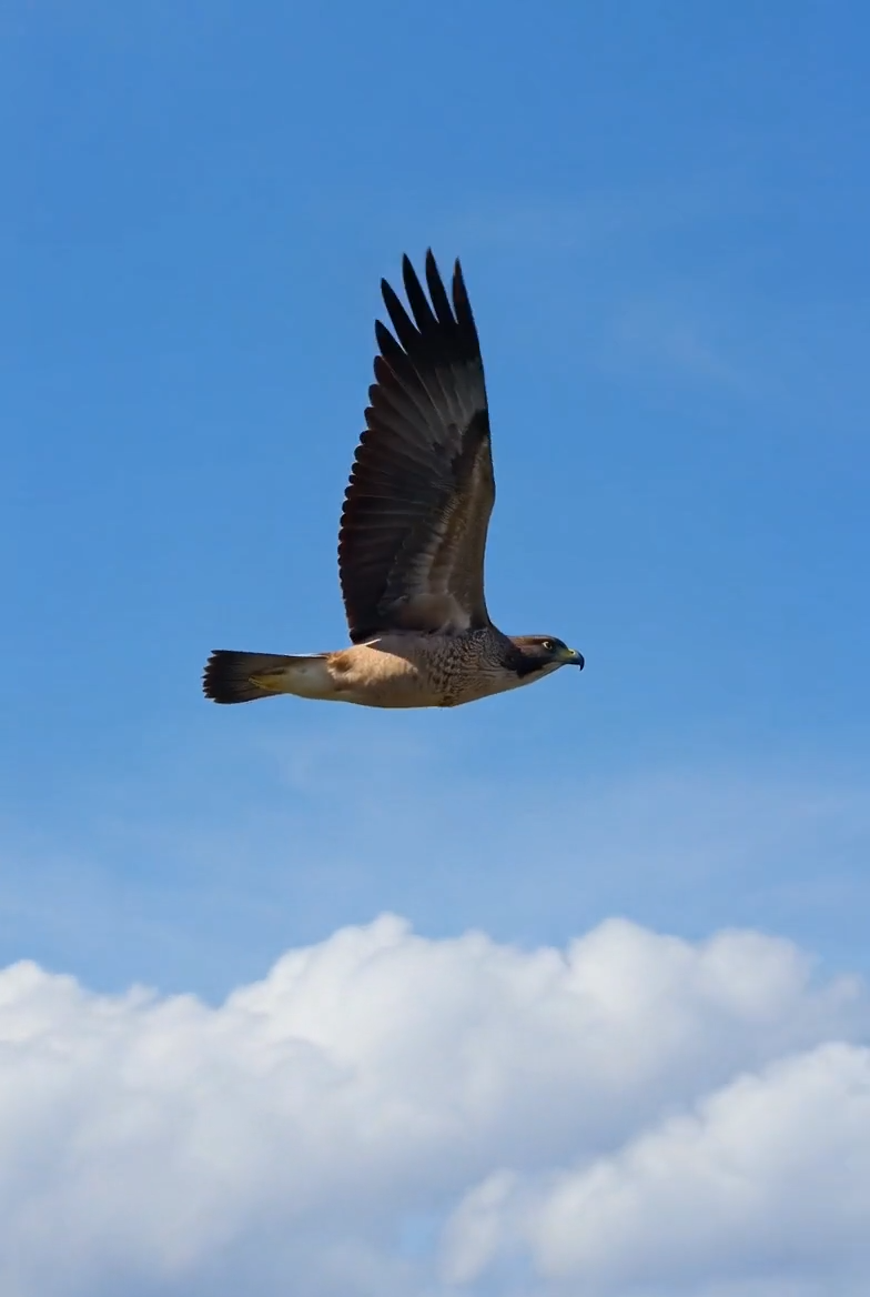 Turn Simple Clips into Creative Story Moments